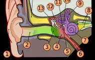 Ear anatomy - Human