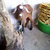 Animal jigsaw Jigsaw: Goat